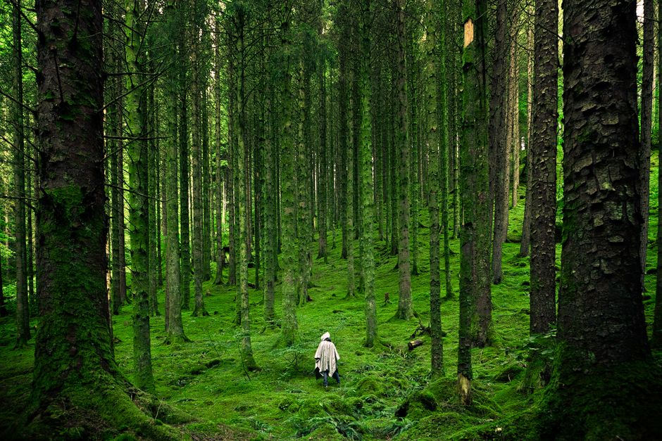 Forestry and Woodland Management on Highland Estates